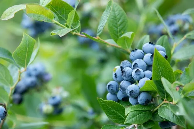 BC Blueberry Day 2022 Kicks-off Go Blue BC in 2022