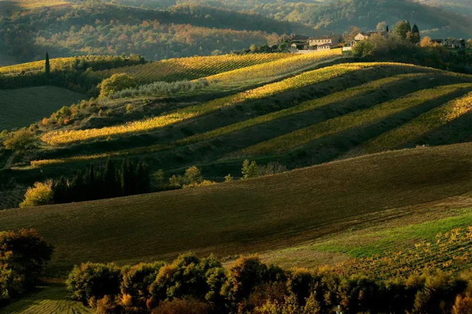 Chianti Classico
