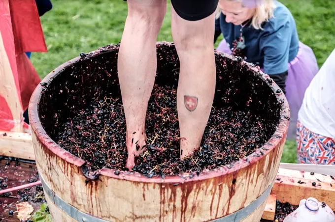 Bring your grape stomping dreams to life in Oliver Osoyoos Wine Country