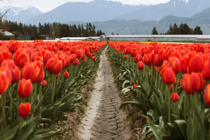 The Chilliwack Tulip Festival Opens April 19