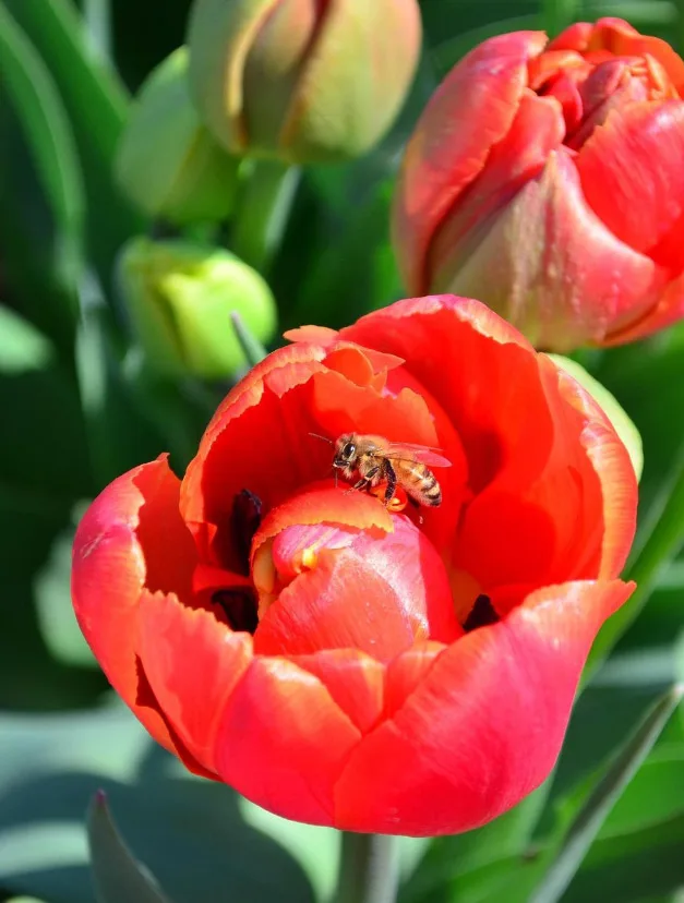 Abbotsford Tulip Festival 2023