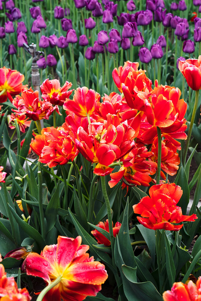 Abbotsford Tulip Festival: Lakeland Flowers event in 2023