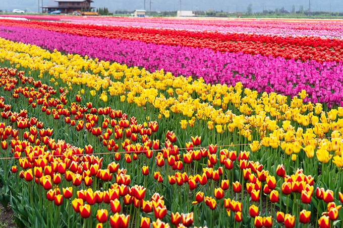 Abbotsford Tulip Festival: Lakeland Flowers event in 2023