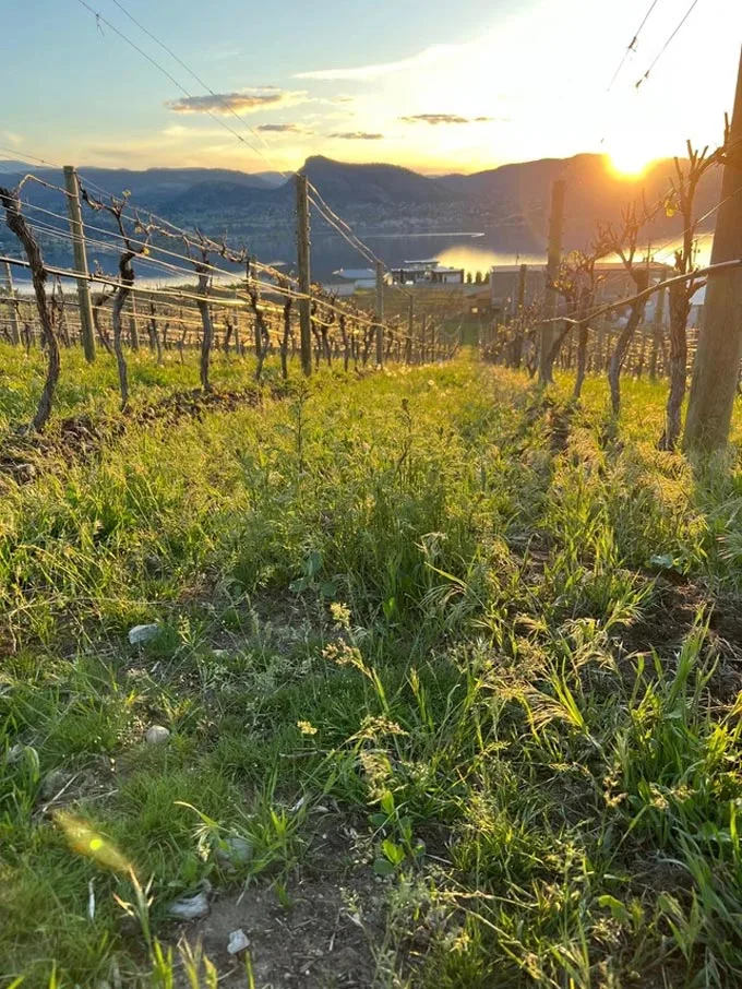 Introducing Naramata's 'Aikins Loop Wine & Spirits Cooperative'