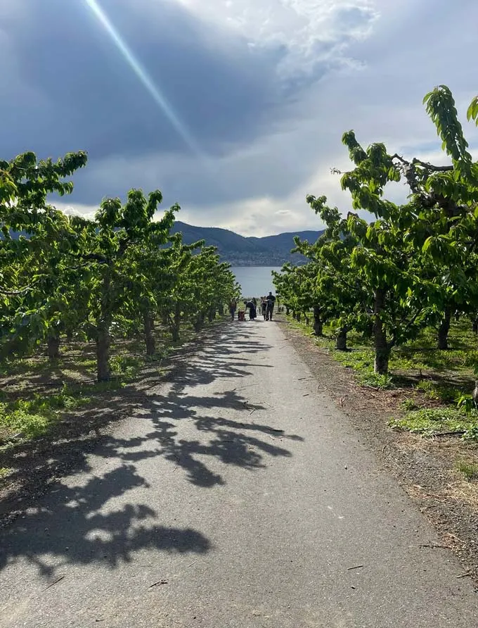 Introducing Naramata's 'Aikins Loop Wine & Spirits Cooperative'