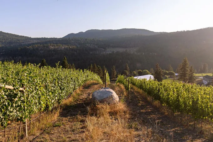 Solvero Wines: Summerland's Newest Winery Now Open
