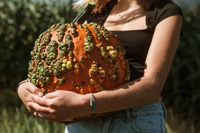 The Harrison Pumpkin Festival kicks off September 29