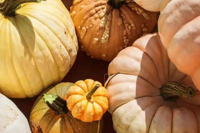 The Harrison Pumpkin Festival kicks off September 29