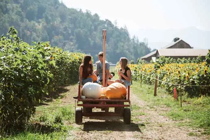The Harrison Pumpkin Festival kicks off September 29