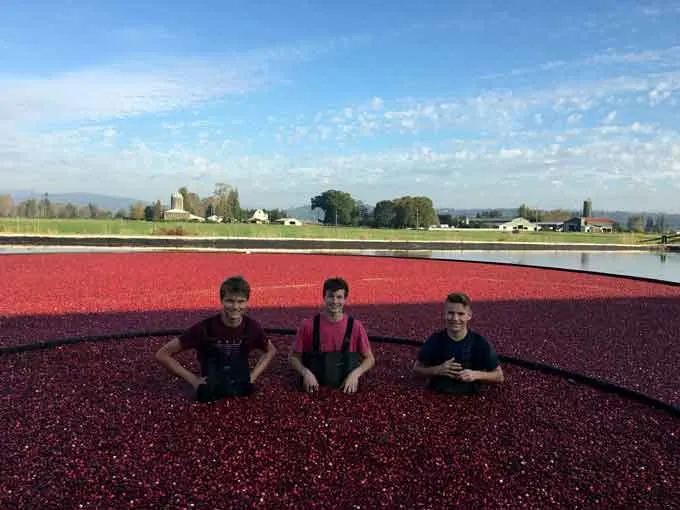 The BOG at Riverside Cranberry Farm Gears Up for Cranberry Season