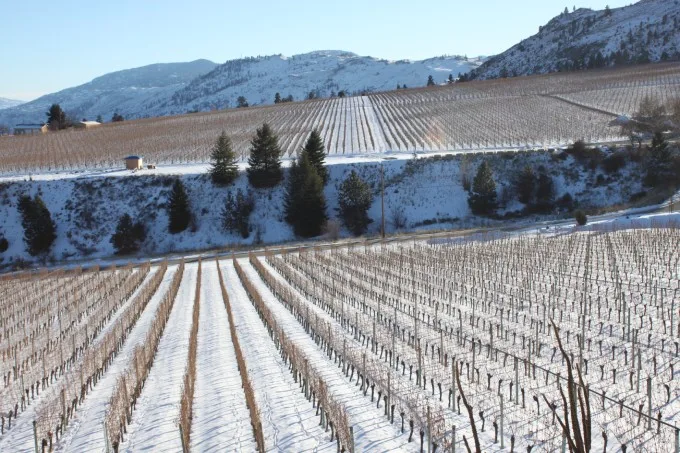 Enjoy holiday-themed treats, events and offers during Winter in Wine Country