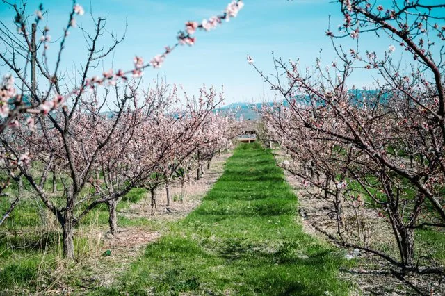 Spring into Osoyoos this Season