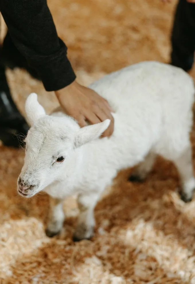 Greendale Acres Farm Kicks Off 2024 Calendar, Features Array Of Family Friendly Activities Throughout April, May