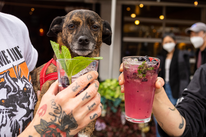 Uncle Abe’s furball-friendly patio returns
