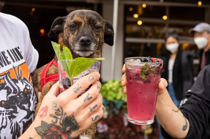 Uncle Abe’s furball-friendly patio returns