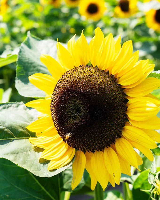 Sunflowers at Lakeland Flowers in Abbotsford
