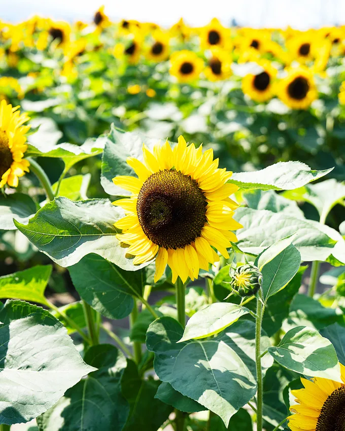 Sunflowers at Lakeland Flowers in Abbotsford