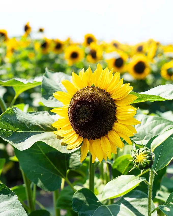 Sunflowers at Lakeland Flowers in Abbotsford