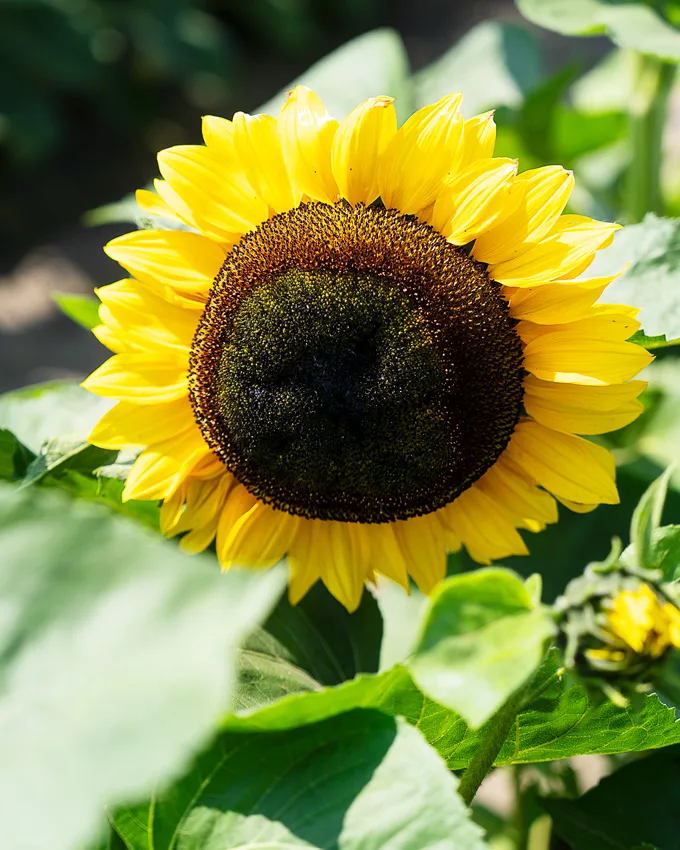 Sunflowers at Lakeland Flowers in Abbotsford