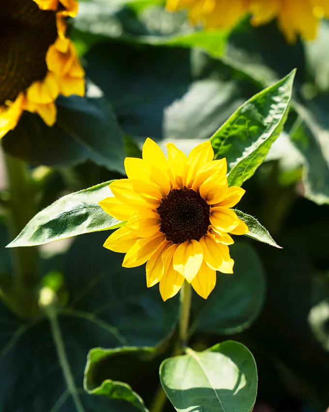 Sunflowers at Lakeland Flowers in Abbotsford