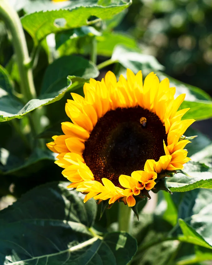 Sunflowers at Lakeland Flowers in Abbotsford