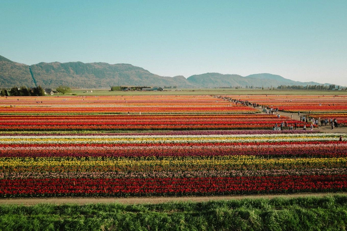 Abbotsford Tulip Festival Returns April 5 with New Displays