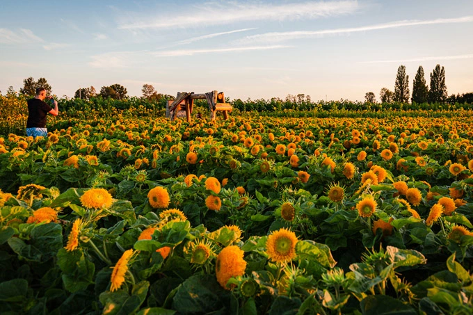 Richmond Sunflower Festival 2025: Dates, Hours, Prices