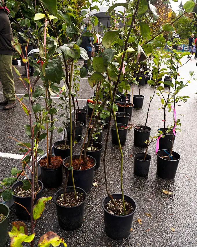 2025 UBC Botanical Garden Apple Festival Recap