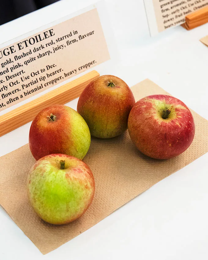 2025 UBC Botanical Garden Apple Festival Recap