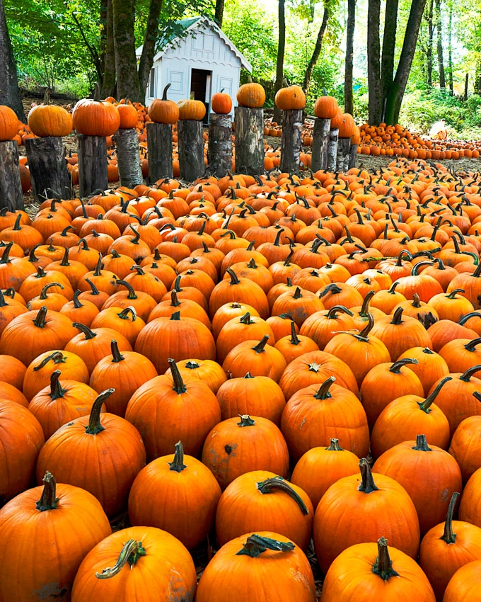 Fall Flavours and Farm Fun at Maan Farms in Abbotsford