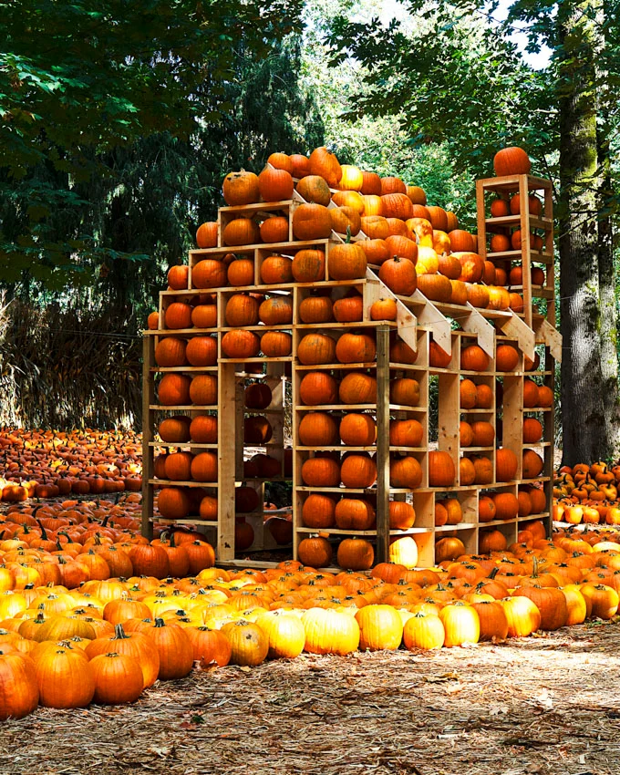 Fall Flavours and Farm Fun at Maan Farms in Abbotsford