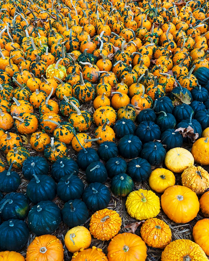Fall Flavours and Farm Fun at Maan Farms in Abbotsford