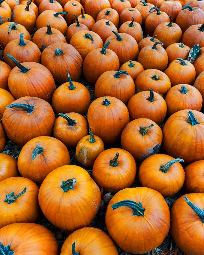 Fall Flavours and Farm Fun at Maan Farms in Abbotsford