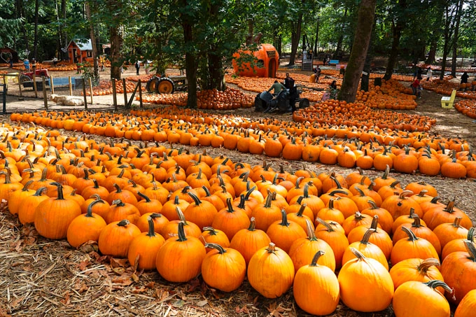 Fall Flavours and Farm Fun at Maan Farms in Abbotsford