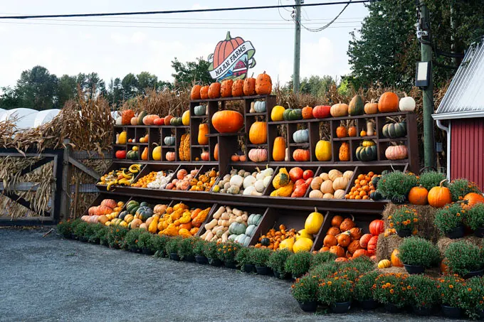 Fall Flavours and Farm Fun at Maan Farms in Abbotsford
