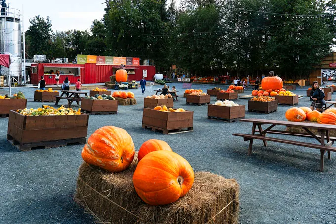 Fall Flavours and Farm Fun at Maan Farms in Abbotsford