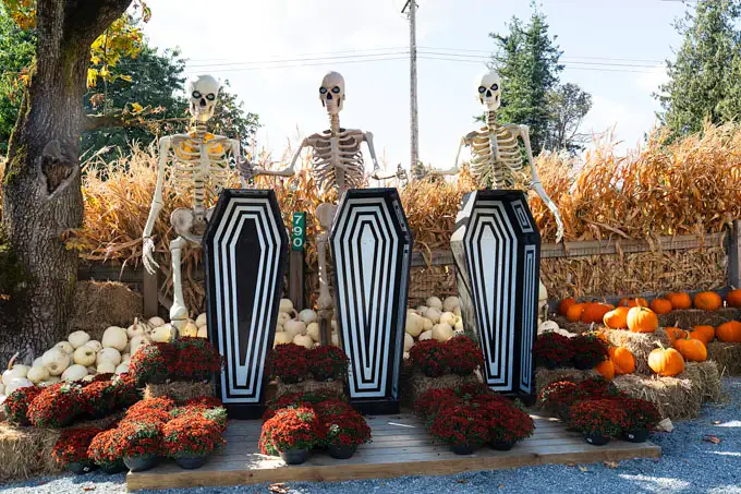 Fall Flavours and Farm Fun at Maan Farms in Abbotsford