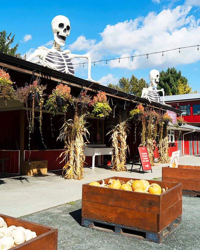 Fall Flavours and Farm Fun at Maan Farms in Abbotsford