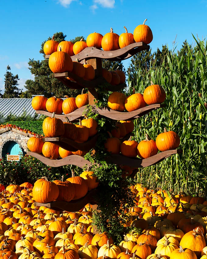 The Magic of Fall at Taves Farms in Abbotsford