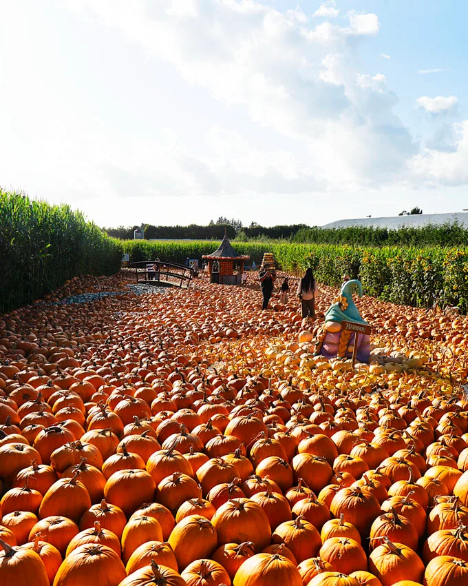 The Magic of Fall at Taves Farms in Abbotsford