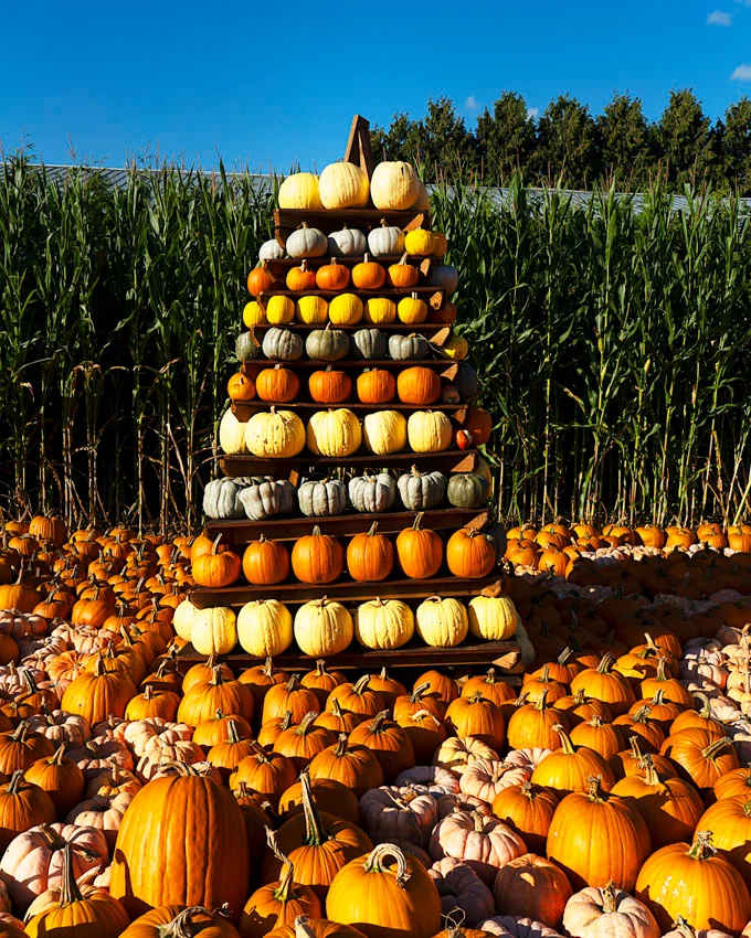 The Magic of Fall at Taves Farms in Abbotsford