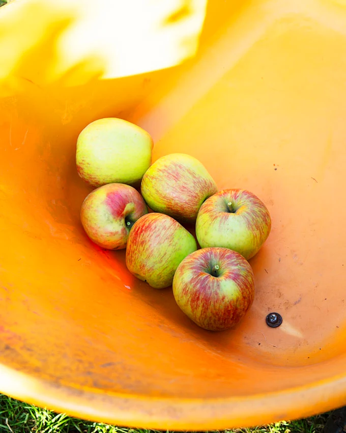 The Magic of Fall at Taves Farms in Abbotsford