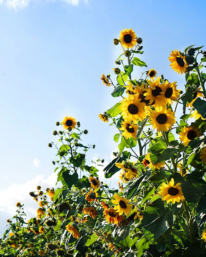 The Magic of Fall at Taves Farms in Abbotsford