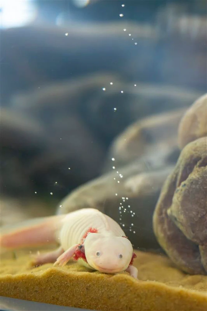 Vancouver Aquarium Opens New Amazing Axolotls Exhibit