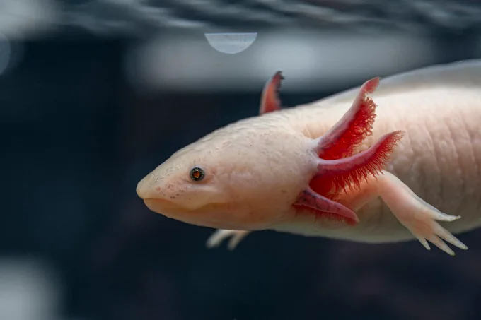 Vancouver Aquarium Opens New Amazing Axolotls Exhibit