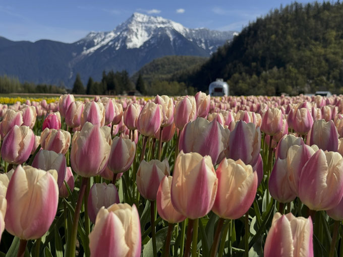 Experience the Magic of the Harrison Tulip Festival This April
