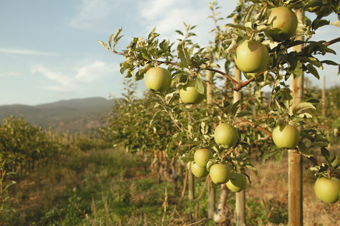 Naramata Gathers 2026: Harvest Dining, Wine and Markets
